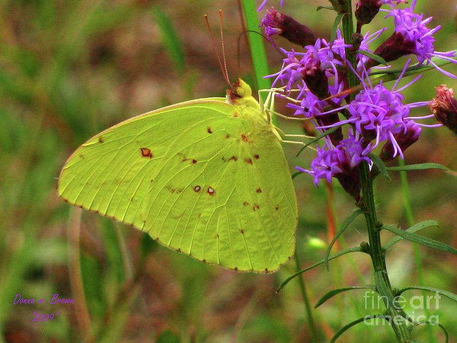 Common Sulphur Butterfly Photograph by Donna Brown