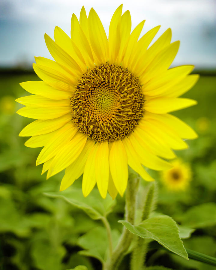 Common Sunflower by Printed Pixels Common Sunflower by Printed Pixels