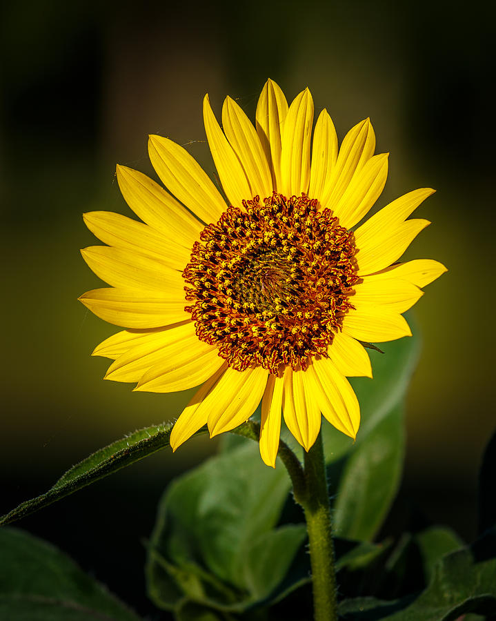Common Sunflower Photograph by Doug Long