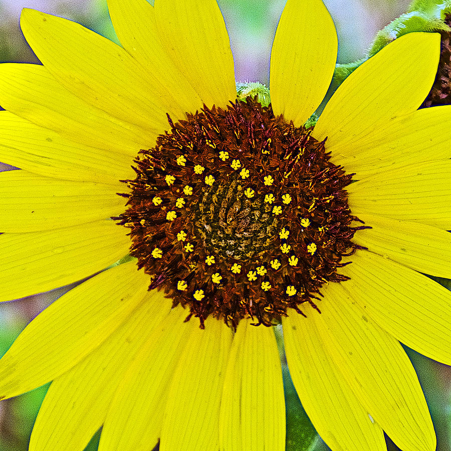 Common Sunflower in Northwest North Dakota Photograph by Ruth Hager