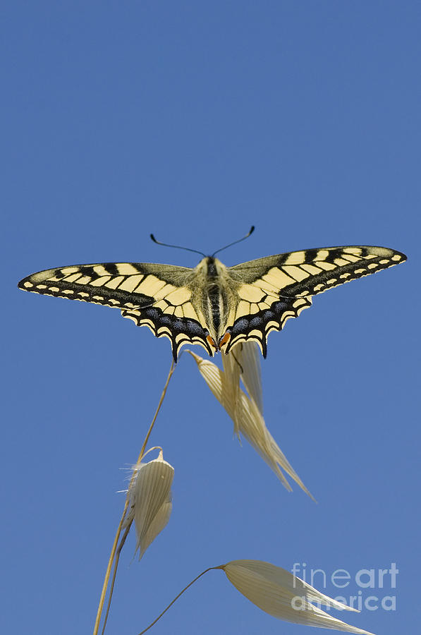 Common Swallowtail Photograph by Steen Drozd Lund