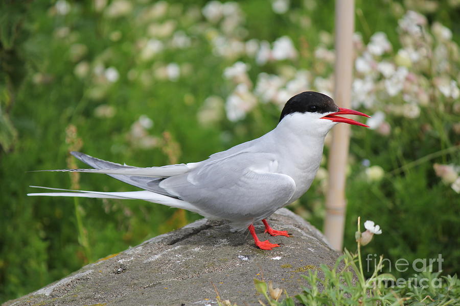 Common Tern Photograph by David Grant