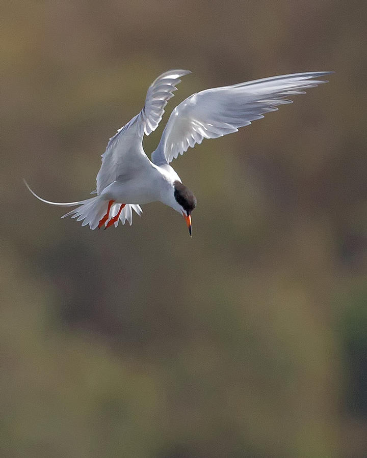 Common Tern Fishing by Mary F. Platter-Rieger Photograph by California ...