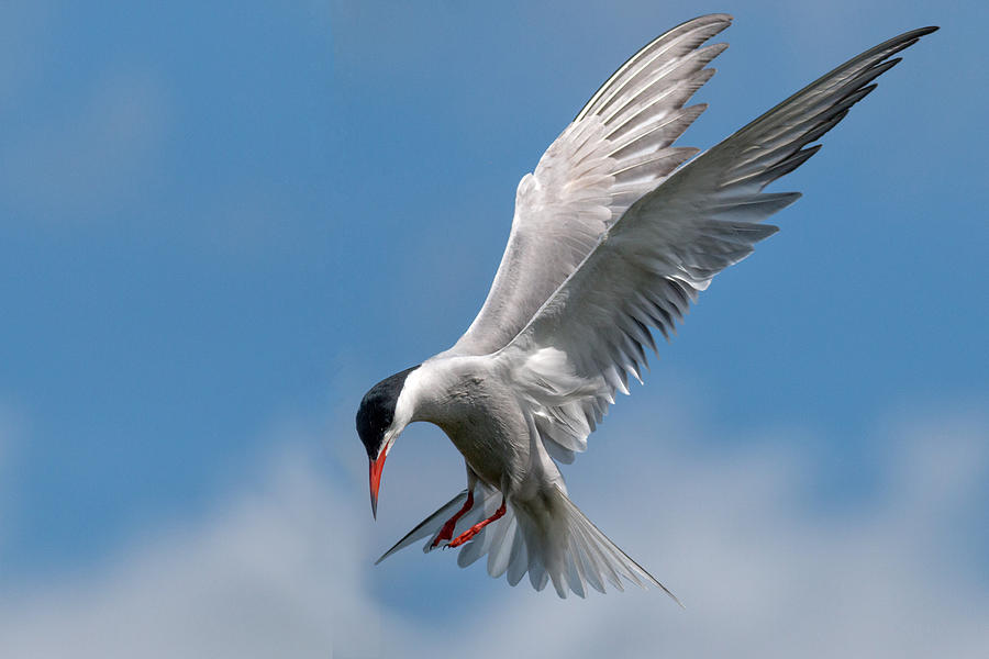 Wildlife Photograph - Common Tern  by Ian Hufton