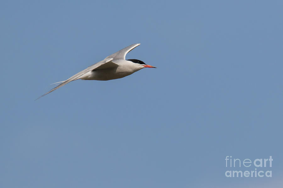 Common tern in flight Photograph by Jivko Nakev