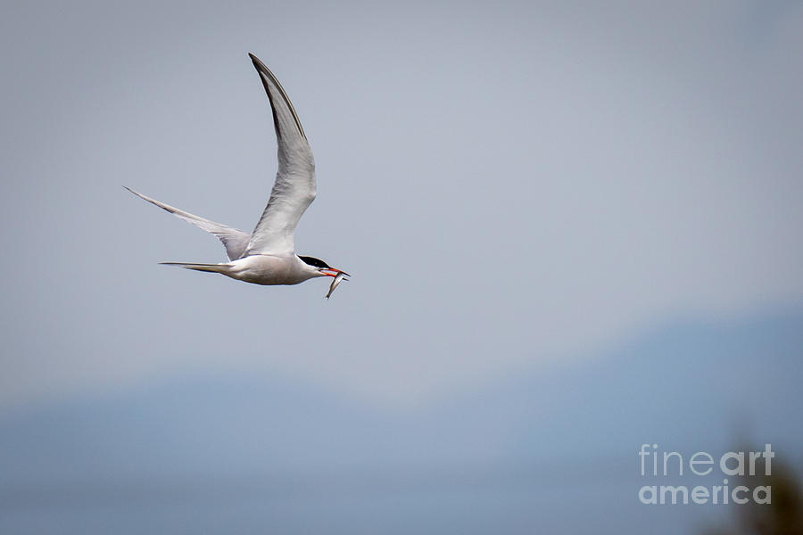 Common tern Photograph by Jivko Nakev