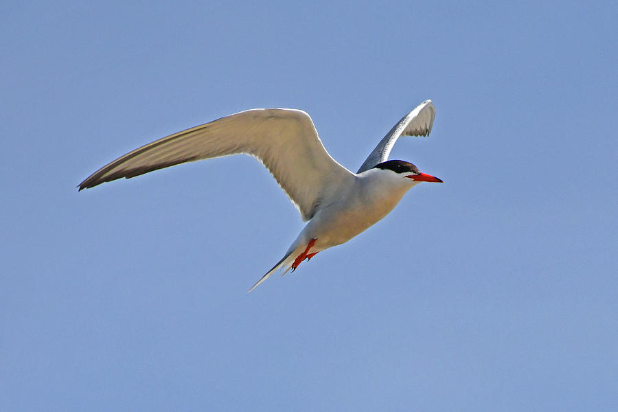 Common Tern Photograph by Ken Stampfer