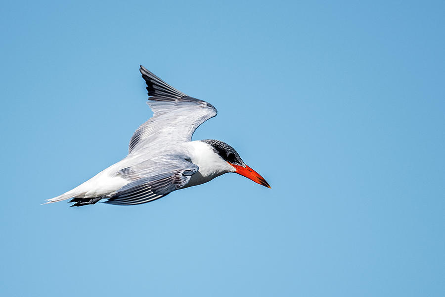 Common Tern Photograph by Paul Freidlund