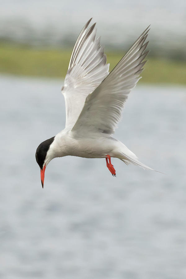 Common Tern - Sterna Hirundo Photograph