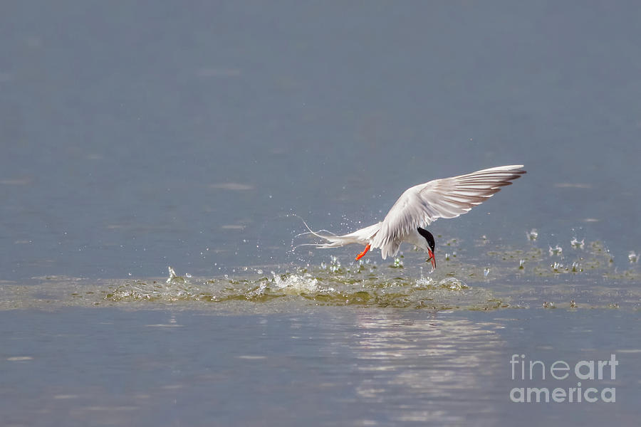 Common Tern - Sterna hirundo - emerging from the water with a fish by Paul Farnfield Common Tern - Sterna hirundo - emerging from the water with a fish by Paul Farnfield