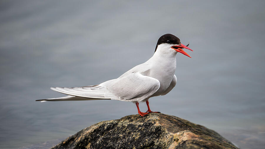 Common Tern Photograph by Torbjorn Swenelius