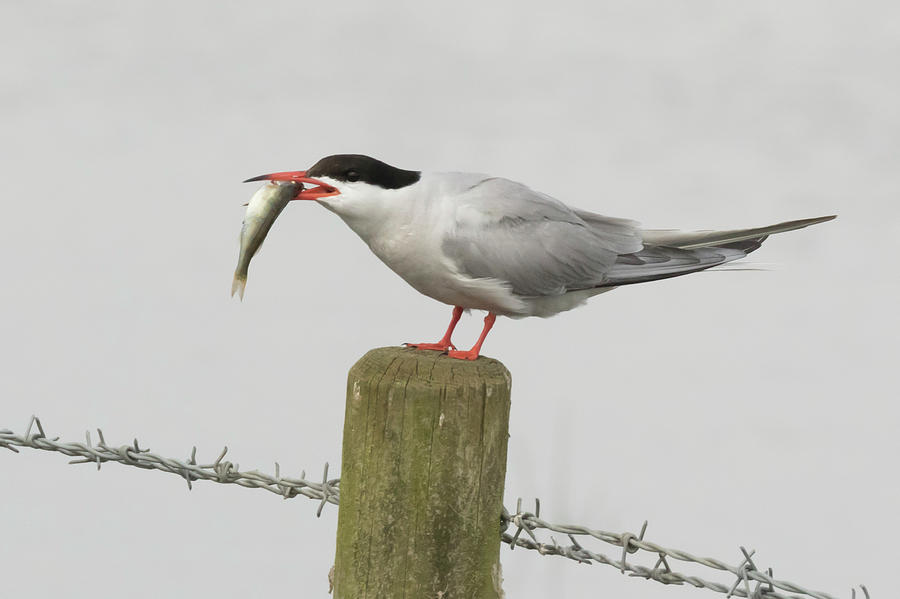 Common Tern With Fish - Sterna Hirundo Photograph