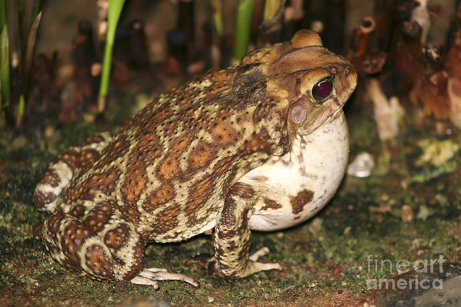 Common Toad Photograph by Teresa Zieba