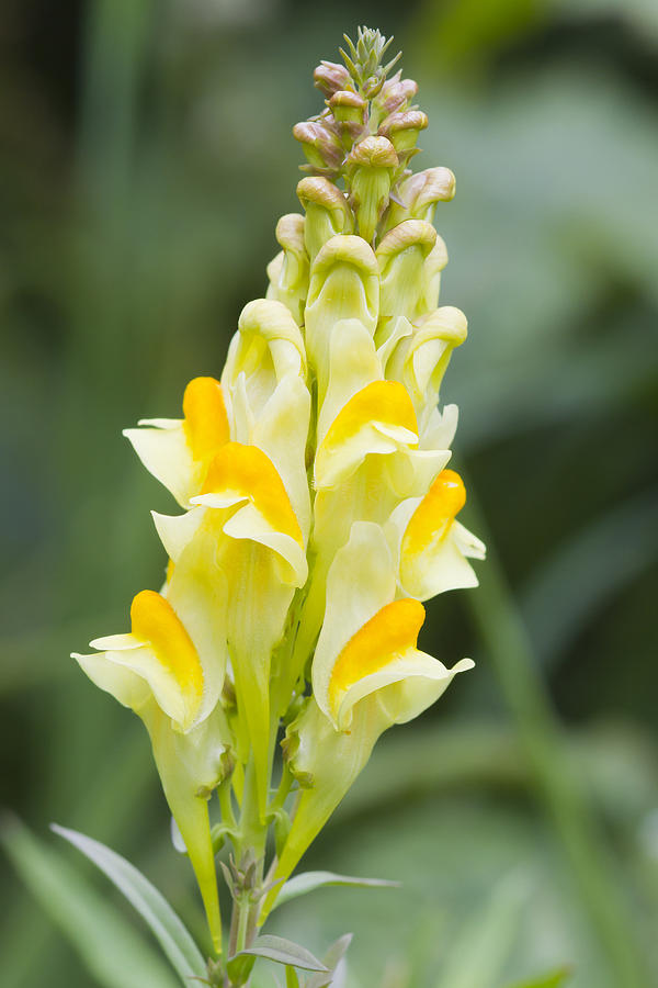 Common Toadflax Photograph by Chris Smith
