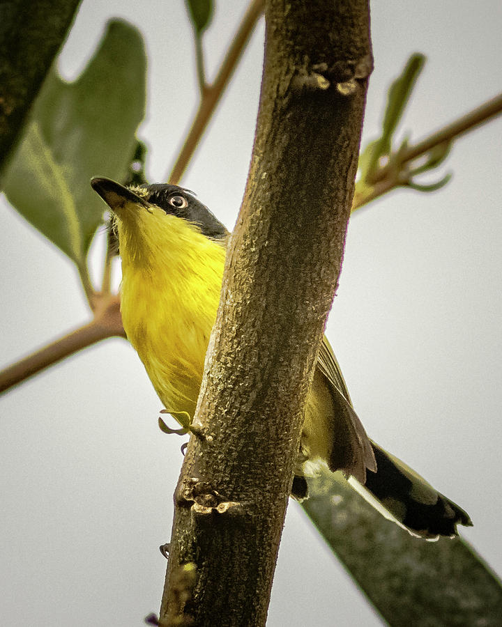 Common Tody Flycatcher Panaca Quimbaya Colombia Photograph by Adam Rainoff