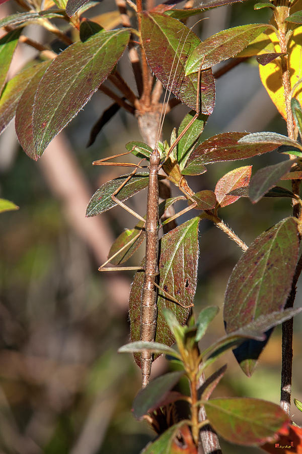 Common Walkingstick or Northern Walkingstick DIN0263 Photograph by Gerry Gantt