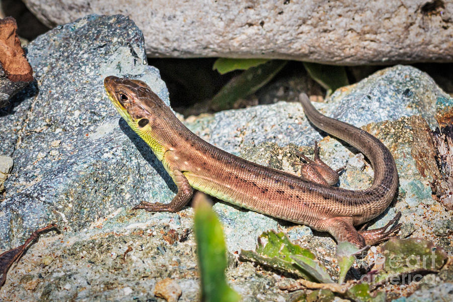 Common wall lizard Photograph by Jivko Nakev