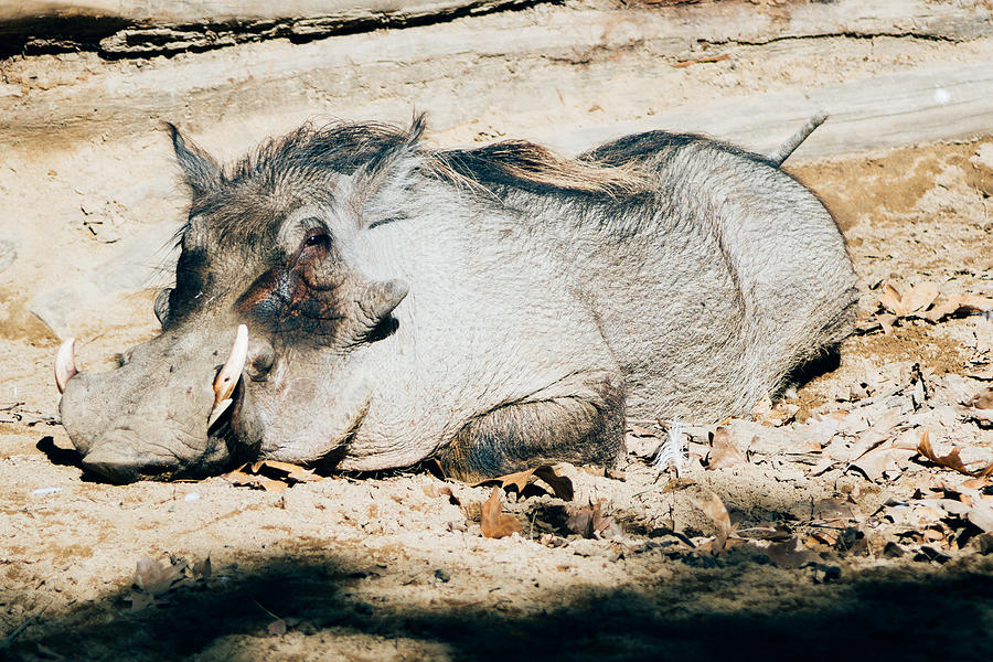 Common Warthog Sleeping Photograph by Pati Photography