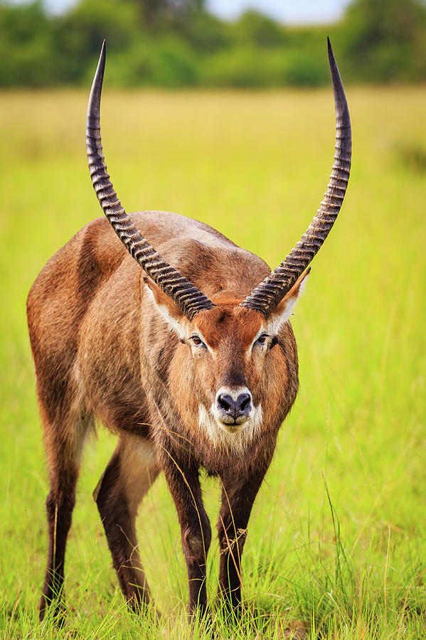 Common waterbuck Photograph by Gary and Donna Brewer