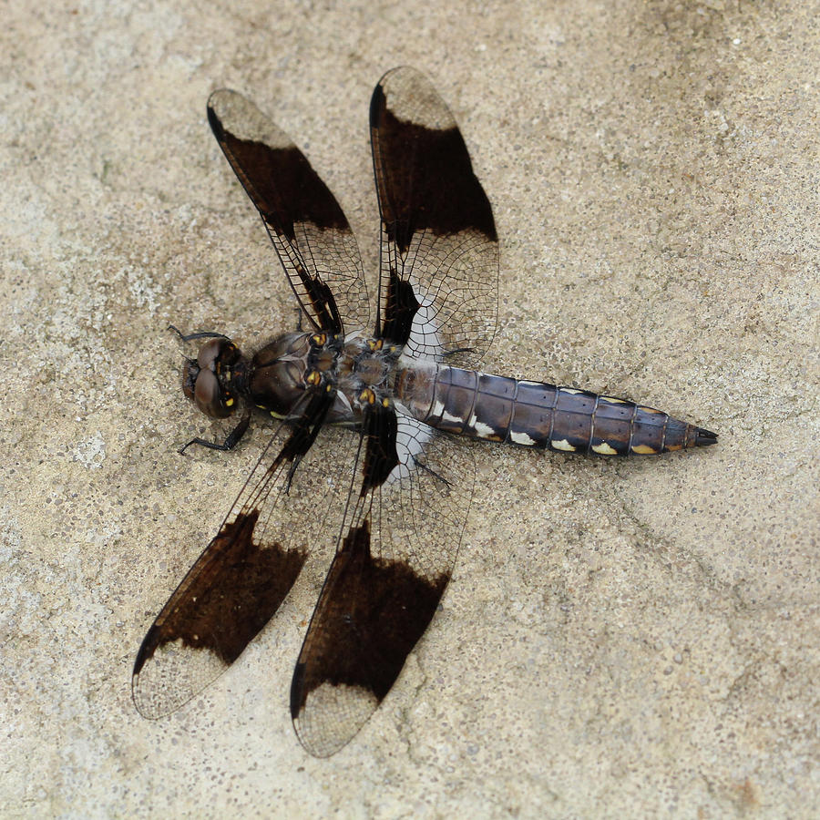 Common Whitetail Dragonfly - juvenile male Photograph by Doris Potter