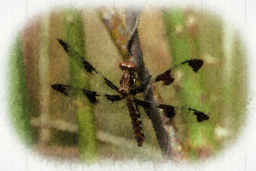 Common Whitetail Dragonfly Photograph