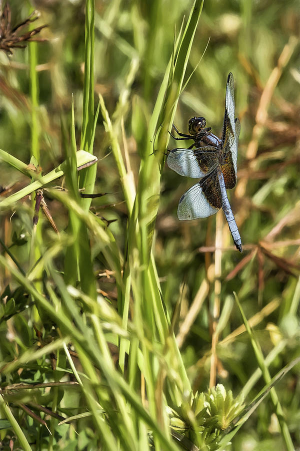 Common Whitetail Dragonfly on a Blade of Grass Photograph by Belinda Greb