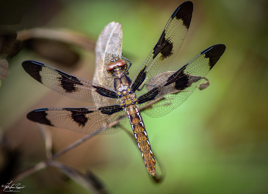 Insects Photograph - Common Whitetail Dragonfly #2 by Phil And Karen Rispin