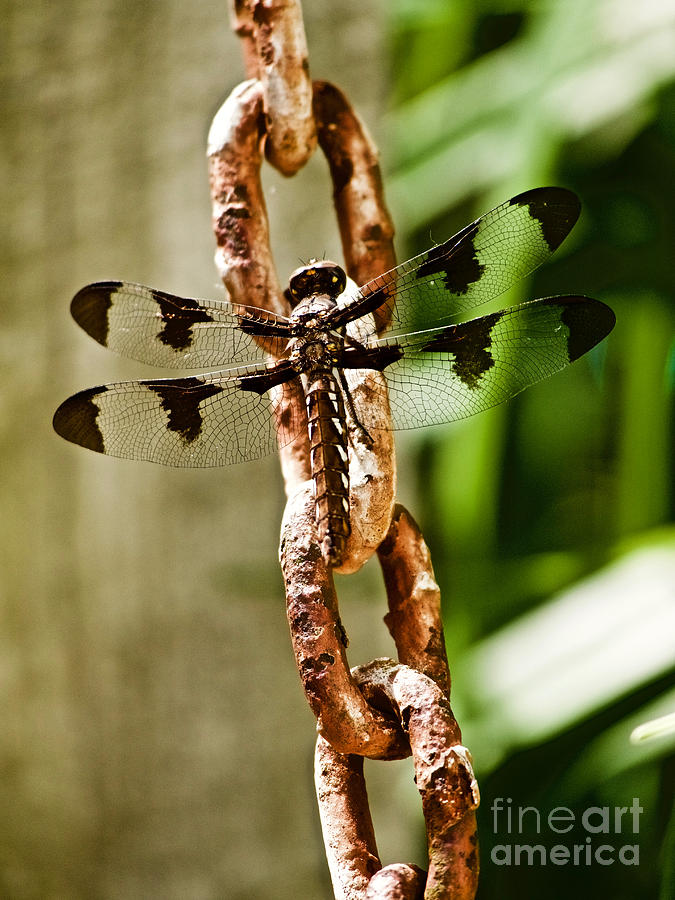 Common Whitetail Dragonfly Photograph by Rachel Morrison