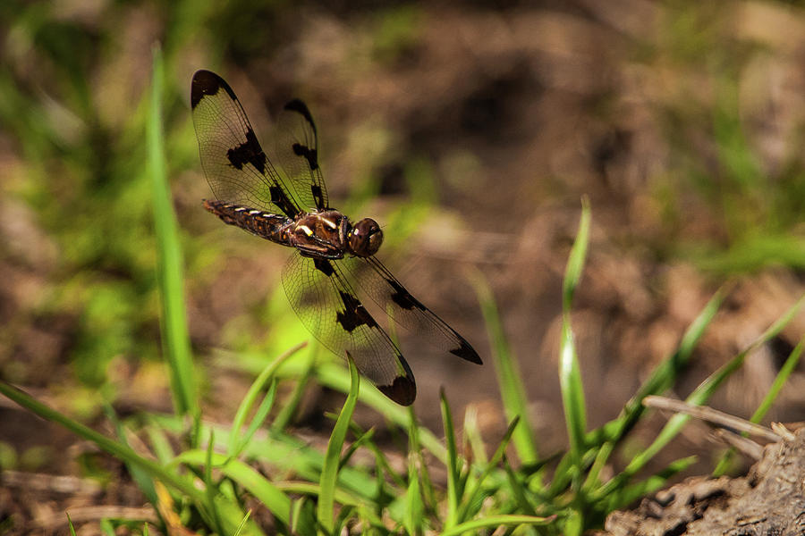 Common Whitetail Skimmer Inflight Photograph by Jeff Phillippi