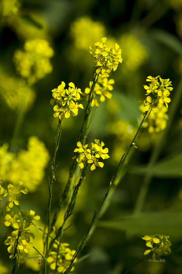 Common Wintercress Flowers Photograph by Christina Rollo