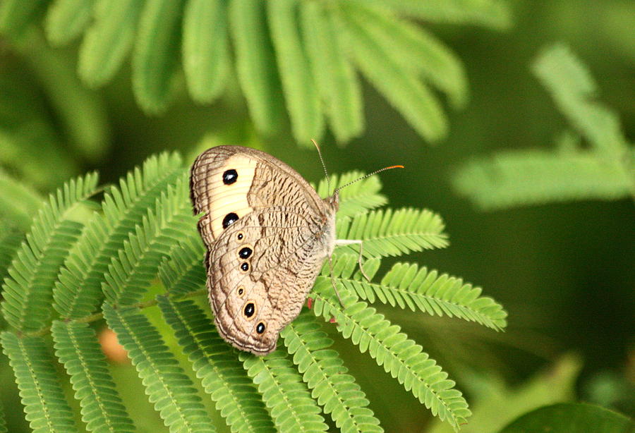 Common Wood Nymph on Mimosa Photograph by Sheila Brown