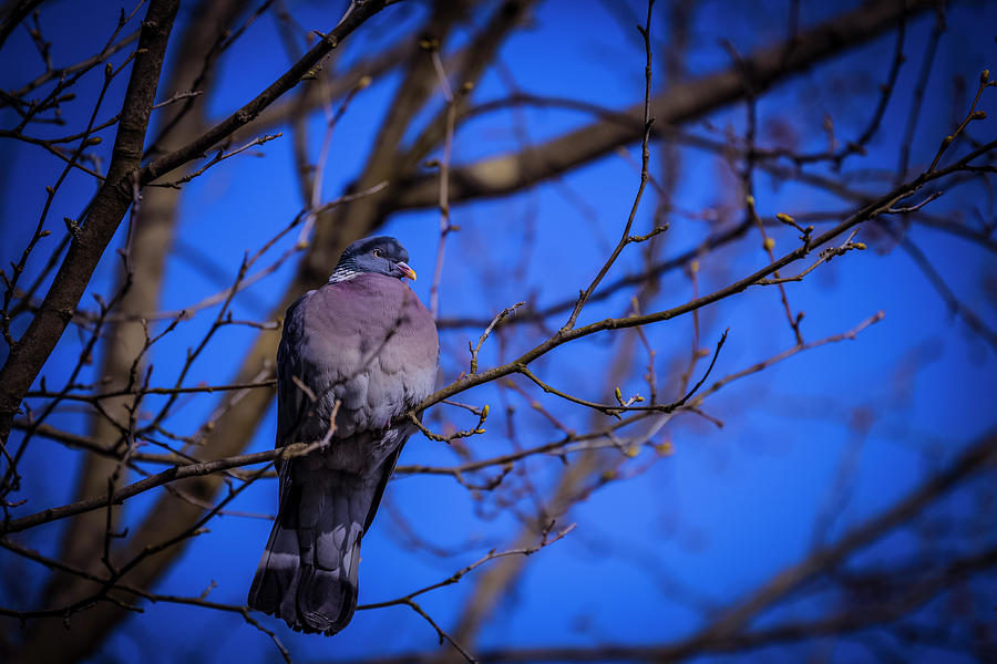 Common wood pigeon - Columba palumbus Photograph by Marc Braner