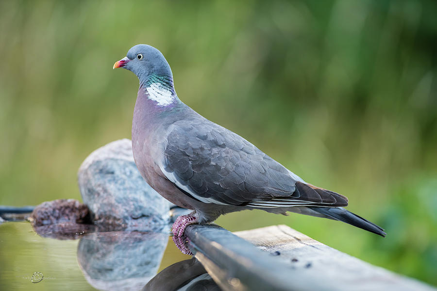 Common Wood Pigeon perching at the waterhole Photograph by Torbjorn Swenelius