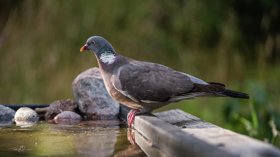 Common Wood Pigeon Perching At The Waterhole With Low Sidelight Photograph