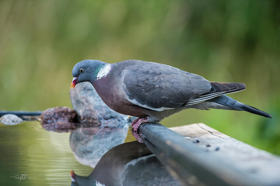 Common Wood Pigeons Profile At The Waterhole Photograph