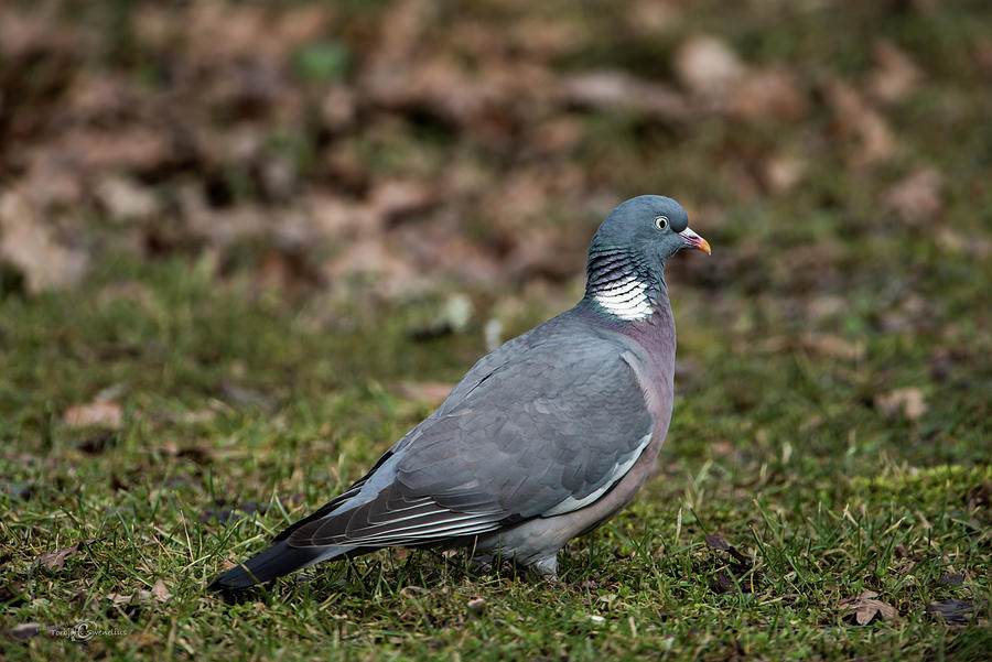 Common Wood Pigeons Profile Photograph