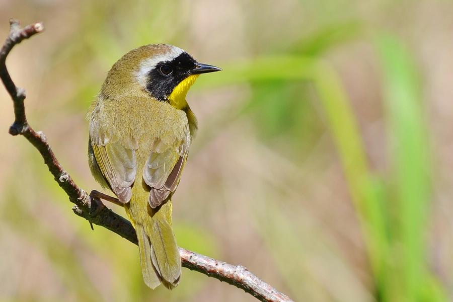 Common Yellow-throat Photograph by Debbie Munn - Fine Art America