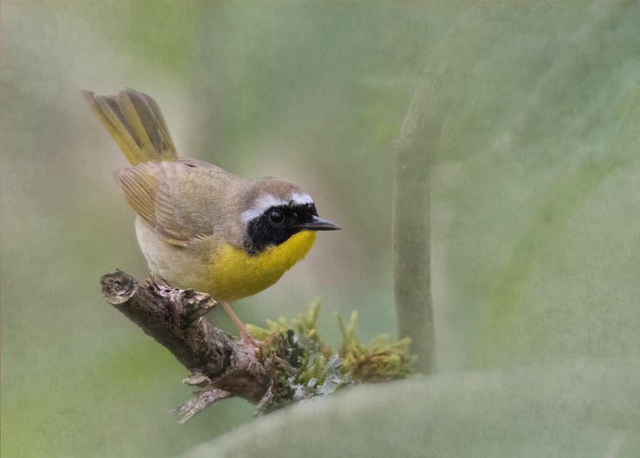 Common Yellowthroat Photograph by Angie Vogel