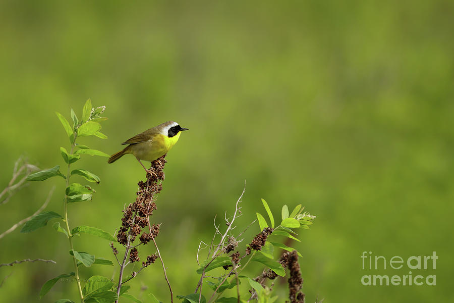 Common Yellowthroat Photograph by Beve Brown-Clark Photography