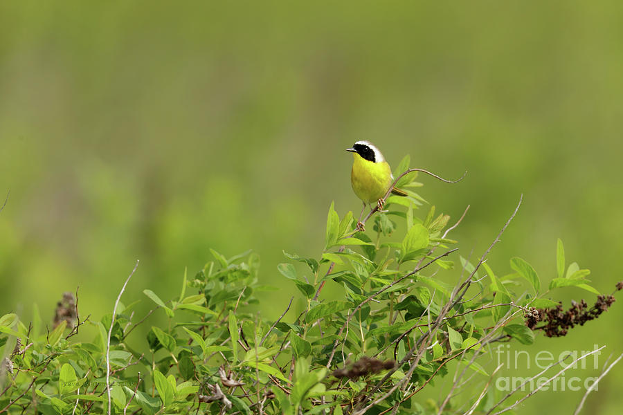 Common Yellowthroat - male Photograph by Beve Brown-Clark Photography