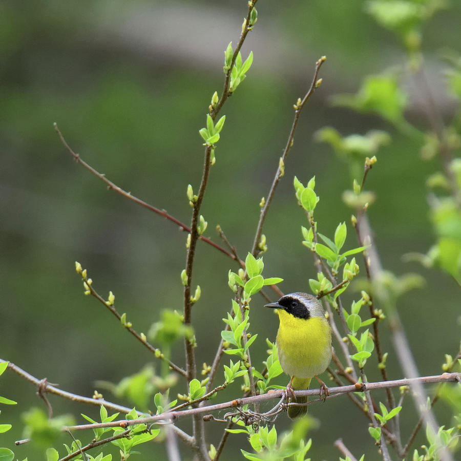 Common Yellowthroat square Photograph by Bill Wakeley