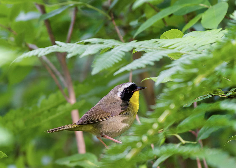Common yellowthroat warbler 3 Photograph by Bill Wakeley