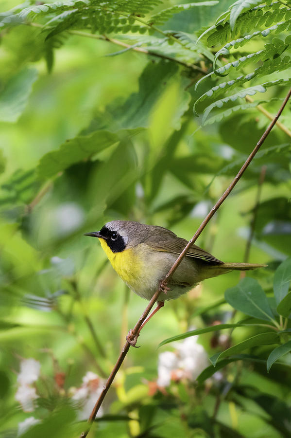 Common yellowthroat warbler 4 Photograph by Bill Wakeley