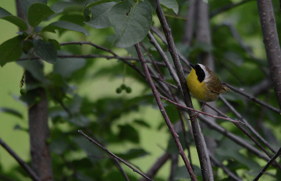 Common Yellowthroat Photograph by Whispering Peaks Photography