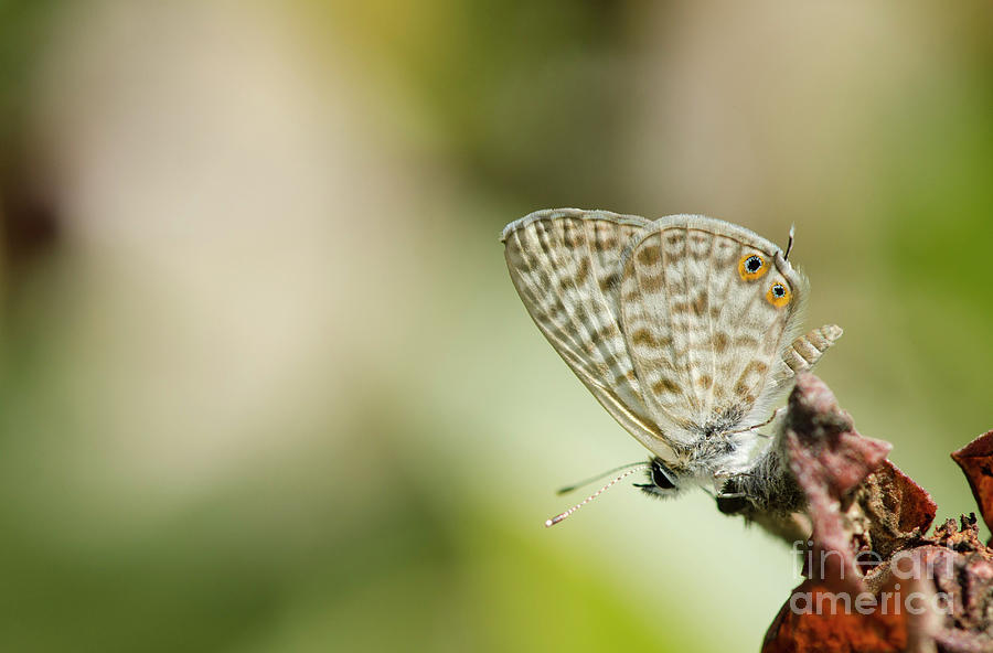 Wildlife Photograph - Common Zebra Blue Butterfly Resting by Perry Van Munster