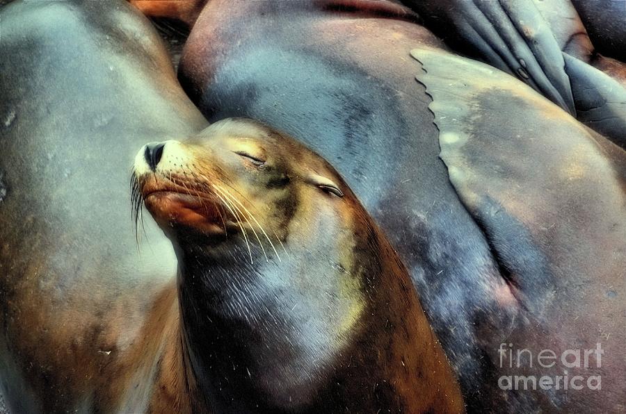 Animal Photograph - Commune by Lauren Leigh Hunter Fine Art Photography