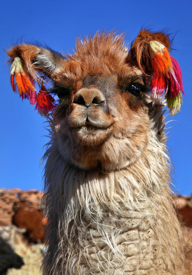 Como Se Llama Photograph by Skip Hunt