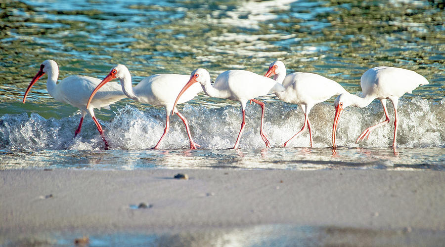Ibis Photograph - Companions on Coquina Beach by Teresa Hughes