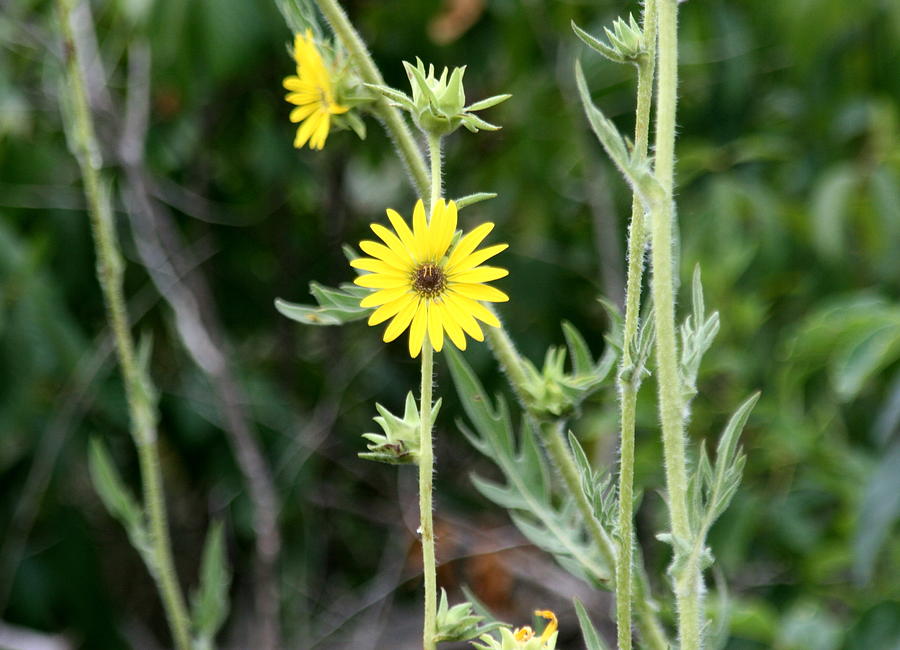 Compass Flower Photograph by CGHepburn Scenic Photos - Pixels