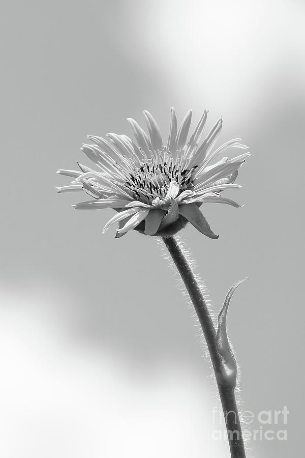 Compass Plant - Monochrome Photograph by Anita Oakley
